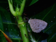 Allotinus subviolaceus