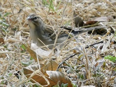Spizella pallida