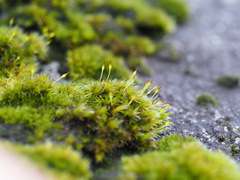 Racomitrium heterostichum
