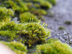 Racomitrium heterostichum