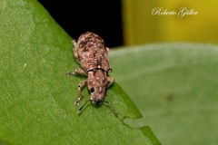 Eudiagogini