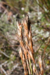 Hypodiscus argenteus