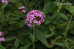Pentas lanceolata
