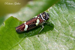 Macugonalia leucomelas