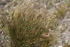 Hypodiscus argenteus