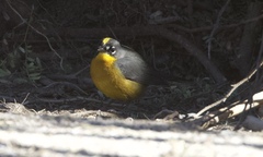 Basileuterus lachrymosus