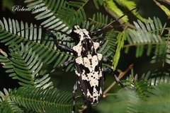 Steirastoma marmoratum