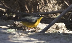 Basileuterus lachrymosus