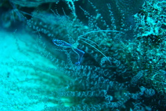 Ancylomenes pedersoni