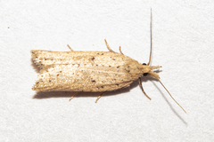 Apoctena persecta