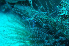 Ancylomenes pedersoni