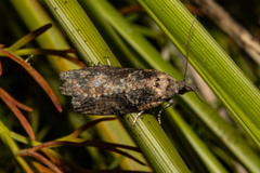 Harmologa