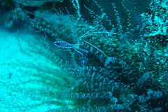 Ancylomenes pedersoni