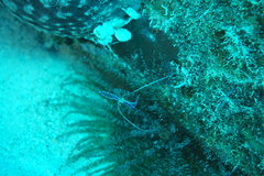 Ancylomenes pedersoni