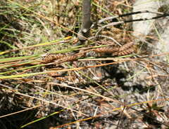 Nevillea obtusissima