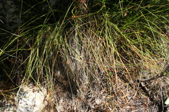 Nevillea obtusissima