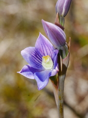 Thelymitra cyanea