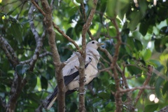 Ducula spilorrhoa