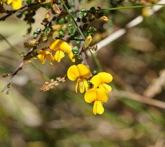 Bossiaea foliosa