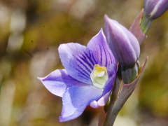 Thelymitra cyanea