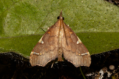 Deana hybreasalis