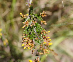 Bossiaea foliosa