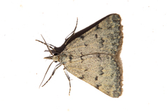 Dichromodes sphaeriata