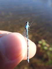 Enallagma laterale