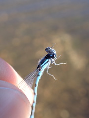 Enallagma laterale