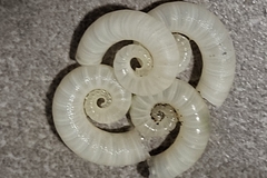 Spirula spirula