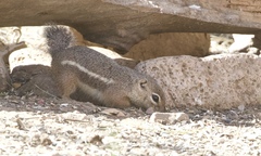 Ammospermophilus harrisii