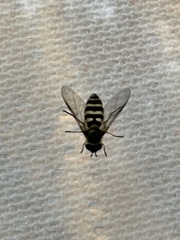 Syrphus