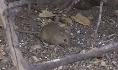 Chaetodipus penicillatus
