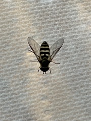 Syrphus
