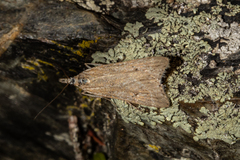 Eudonia deltophora
