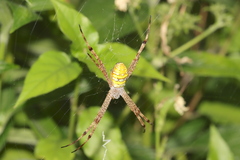 Argiope picta
