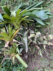 Neoregelia