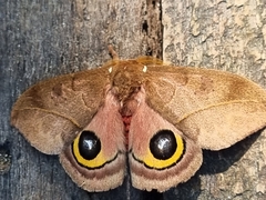 Automeris incarnata