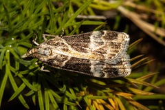 Eudonia melanaegis