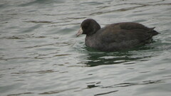 Fulica americana americana