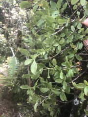 Coprosma foetidissima