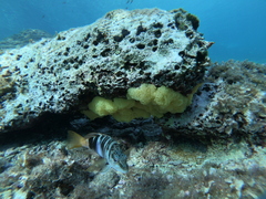 Calcarea