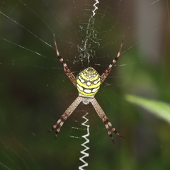 Argiope picta