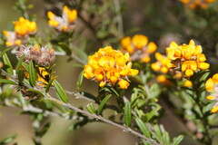 Oxylobium ellipticum