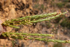 Struthiola tetralepis