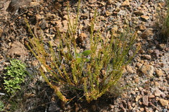 Struthiola tetralepis