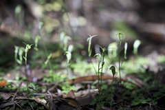 Pterostylis trullifolia