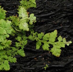 Trichocolea mollissima