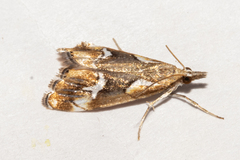 Glaucocharis interrupta