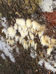 Mucronella fusiformis